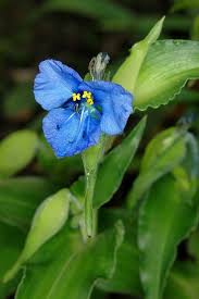 Attēlu rezultāti vaicājumam “Commelina coelestis”