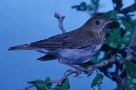 Image result for Catharus fuscescens