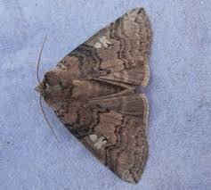 Attēlu rezultāti vaicājumam “Tethea or”