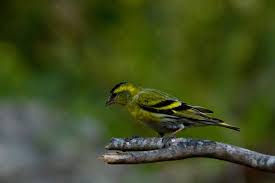 Attēlu rezultāti vaicājumam “Carduelis spinus”