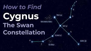 Image result for Cygnus cygnus