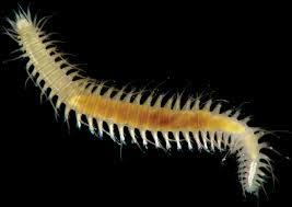 Attēlu rezultāti vaicājumam “Oxyrrhynchium hians var. rigidum macro”