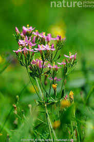 Attēlu rezultāti vaicājumam “Centaurium erythraea flower”