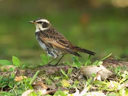 Image result for Turdus naumanni