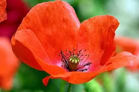 Image result for Mohn