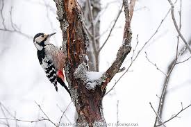 Attēlu rezultāti vaicājumam “Dendrocopos leucotos female”