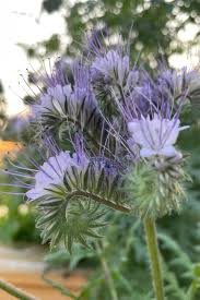 Image result for Phacelia