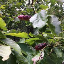 Attēlu rezultāti vaicājumam “Magnolia acuminata fruit”