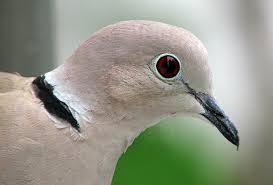 Attēlu rezultāti vaicājumam “Streptopelia decaocto adult”