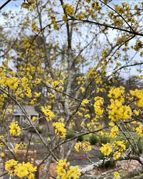 Attēlu rezultāti vaicājumam “Cornus mas flower”