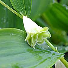 Attēlu rezultāti vaicājumam “Polygonatum odoratum flower”