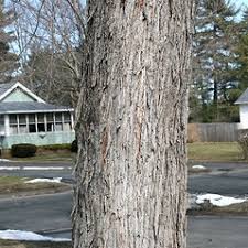 Attēlu rezultāti vaicājumam “Acer saccharinum fruit”
