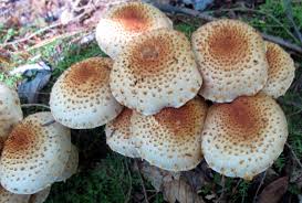 Attēlu rezultāti vaicājumam “Pholiota squarrosoides”