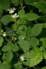 Attēlu rezultāti vaicājumam “Rubus caesius”