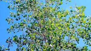 Attēlu rezultāti vaicājumam “Populus x jackii”