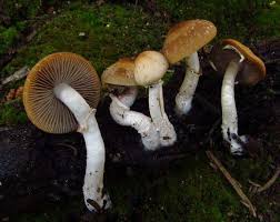 Attēlu rezultāti vaicājumam “Psathyrella sp.”