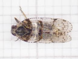 Attēlu rezultāti vaicājumam “Cixius sp.”