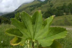 Attēlu rezultāti vaicājumam “Alchemilla subcrenata”