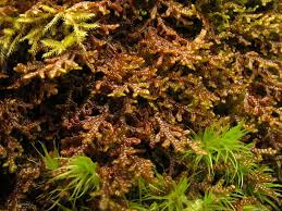 Attēlu rezultāti vaicājumam “Frullania tamarisci”