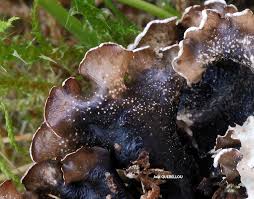 Attēlu rezultāti vaicājumam “Cetrelia olivetorum”