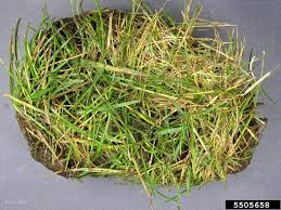 Attēlu rezultāti vaicājumam “Puccinia coronata”