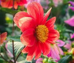 Image result for Dahlia `Red Skin`