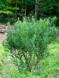 Attēlu rezultāti vaicājumam “Myrica gale bud”