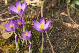 Attēlu rezultāti vaicājumam “Crocus”