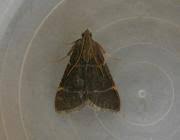 Attēlu rezultāti vaicājumam “Hypsopygia glaucinalis”