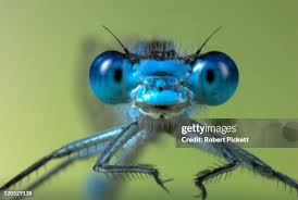 Attēlu rezultāti vaicājumam “Enallagma cyathigerum male”