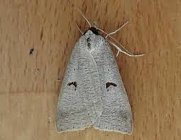 Attēlu rezultāti vaicājumam “Lygephila pastinum”