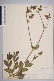 Attēlu rezultāti vaicājumam “Silene latifolia subsp. alba”