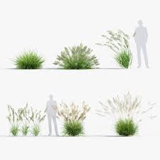 Attēlu rezultāti vaicājumam “Calamagrostis arundinacea”