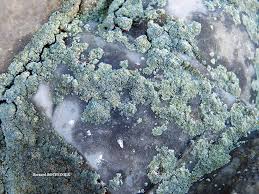 Attēlu rezultāti vaicājumam “Lepraria incana”