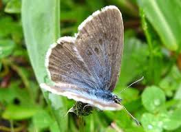 Attēlu rezultāti vaicājumam “Maculinea alcon underside”