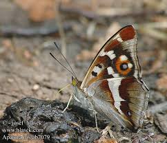 Attēlu rezultāti vaicājumam “Apatura iris underside”