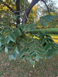 Attēlu rezultāti vaicājumam “Juglans cinerea leaf”