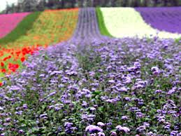 Image result for Ageratum houstonianum
