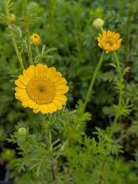 Image result for Färberkamille