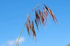 Attēlu rezultāti vaicājumam “Anisantha tectorum”