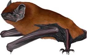 Attēlu rezultāti vaicājumam “Nyctalus noctula”