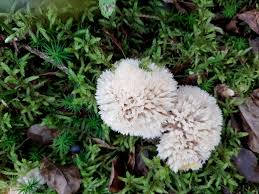 Attēlu rezultāti vaicājumam “Postia ptychogaster”