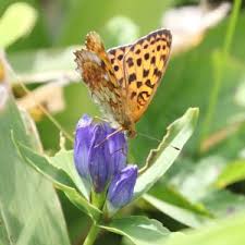 Attēlu rezultāti vaicājumam “Brenthis ino upperside”