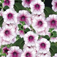 Image result for Petunia hybrida