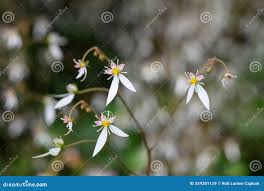 Attēlu rezultāti vaicājumam “Saxifragaceae”