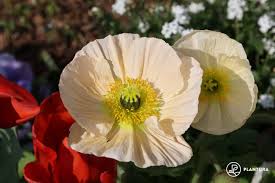 Image result for Mohn