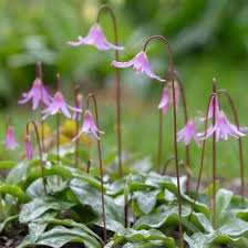 Attēlu rezultāti vaicājumam “Erythronium sibiricum flower”
