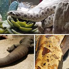 Image result for reptile scales