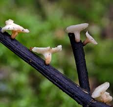 Attēlu rezultāti vaicājumam “Hymenoscyphus sp.”