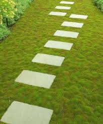 Attēlu rezultāti vaicājumam “Bryum caespiticium”